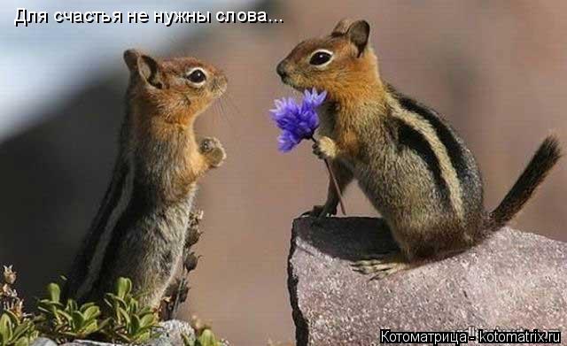Котоматрица: Для счастья не нужны слова...