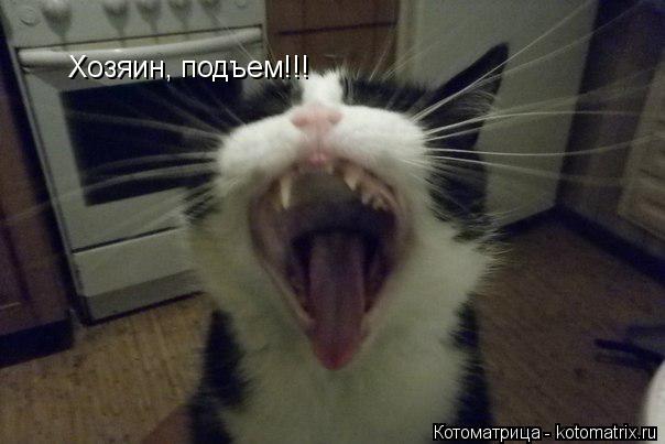 Котоматрица: Хозяин, подъем!!!