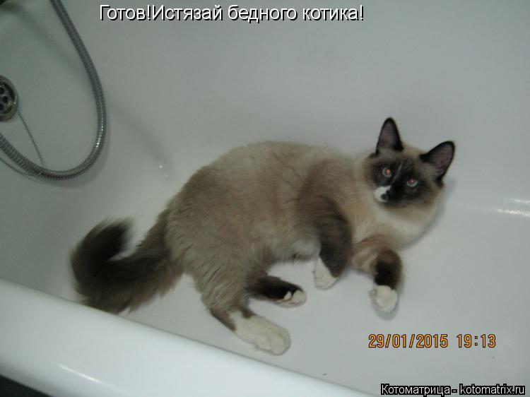 Котоматрица: Готов!Истязай бедного котика!