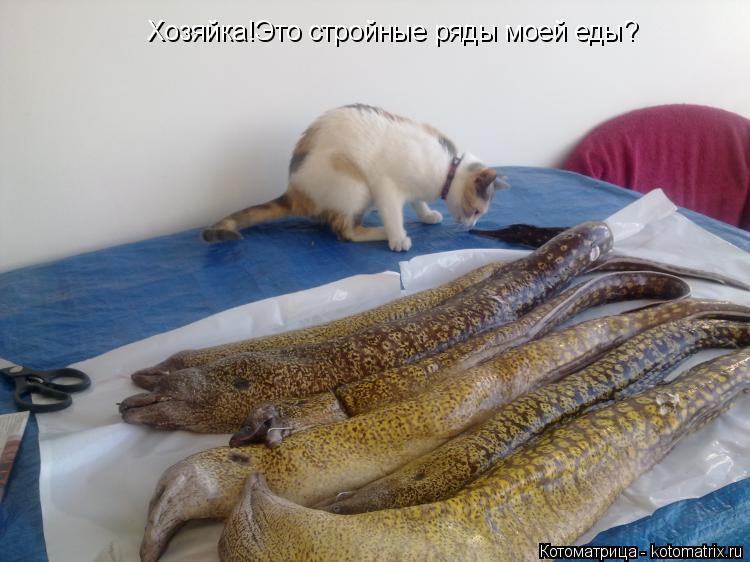 Котоматрица: Хозяйка!Это стройные ряды моей еды?