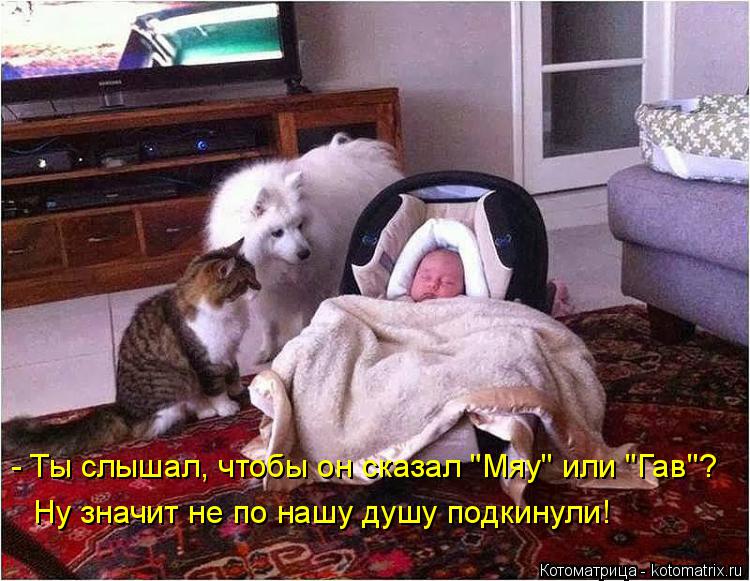 Котоматрица: - Ты слышал, чтобы он сказал "Мяу" или "Гав"? Ну значит не по нашу душу подкинули!