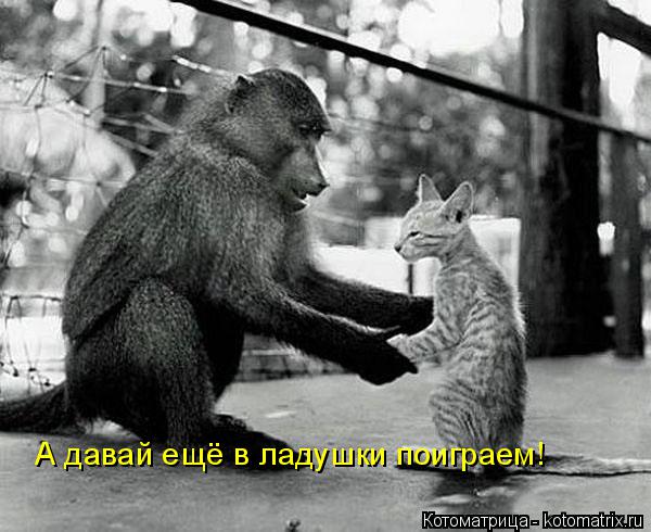 Котоматрица: А давай ещё в ладушки поиграем!