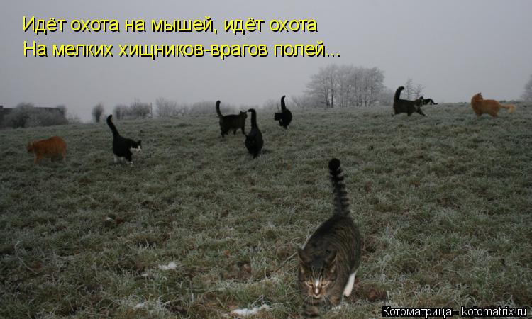 Котоматрица: Идёт охота на мышей, идёт охота На мелких хищников-врагов полей...