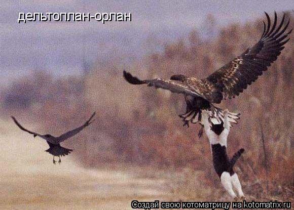 Котоматрица: дельтоплан-орлан