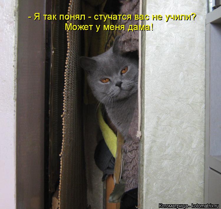 Котоматрица: - Я так понял - стучатся вас не учили? Может у меня дама!