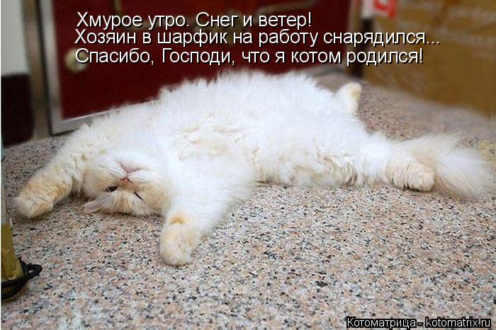 Котоматрица: Спасибо, Господи, что я котом родился! Хмурое утро. Снег и ветер! Хозяин в шарфик на работу снарядился...