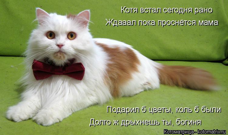 Котоматрица: Котя встал сегодня рано  Ждааал пока проснётся мама  Подарил б цветы, коль б были  Долго ж дрыхнешь ты, богиня