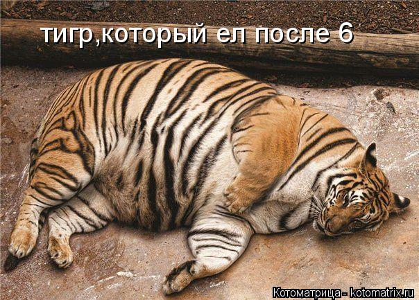 Котоматрица: тигр,который ел после 6