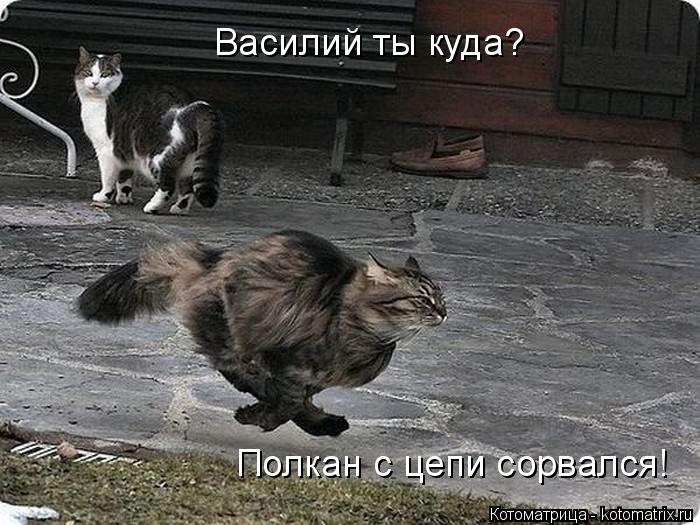 Котоматрица: Василий ты куда? Полкан с цепи сорвался!