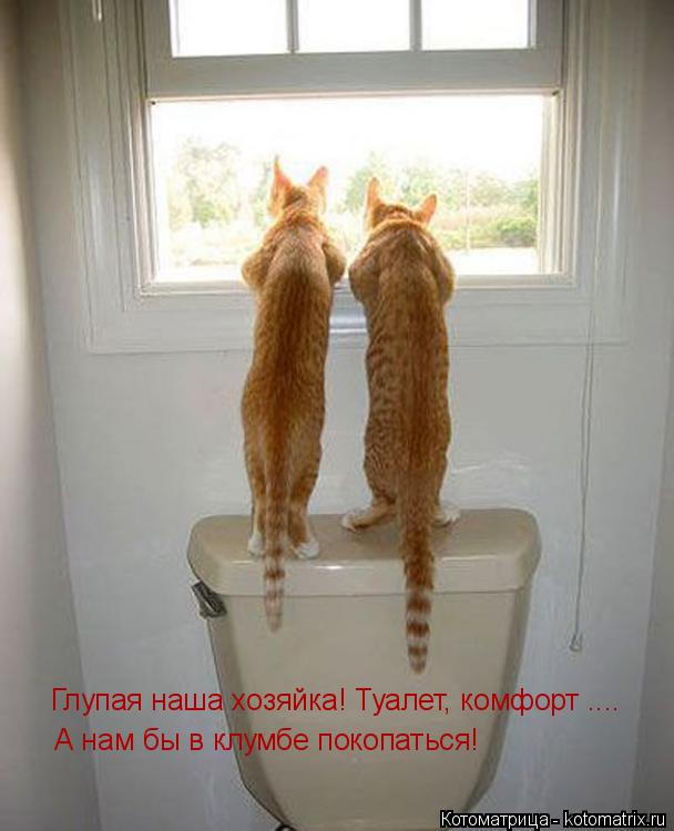 Котоматрица: Глупая наша хозяйка! Туалет, комфорт .... А нам бы в клумбе покопаться!