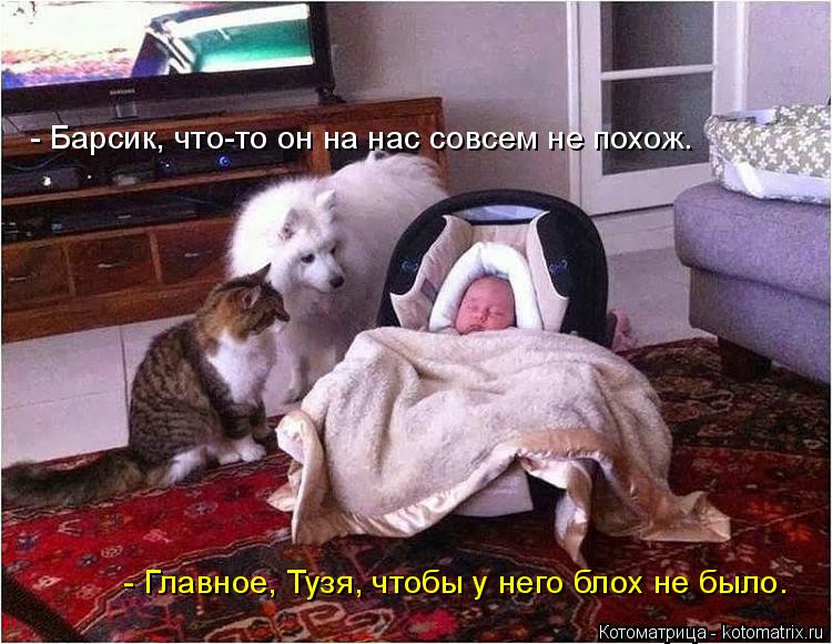 Котоматрица: - Барсик, что-то он на нас совсем не похож. - Главное, Тузя, чтобы у него блох не было.