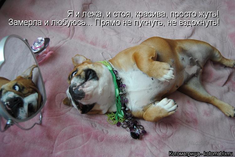 Котоматрица: Я и лежа, и стоя, красива, просто жуть! Замерла и любуюсь... Прямо не пукнуть, не вздохнуть!
