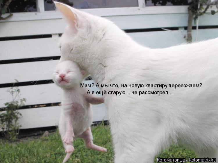 А я ещё старую... не рассмотрел... Мам? А мы что, на новую квартиру переезжаем?... Котоматрица: А я ещё старую... не рассмотрел... Мам? А мы что, на новую квартиру переезжаем?