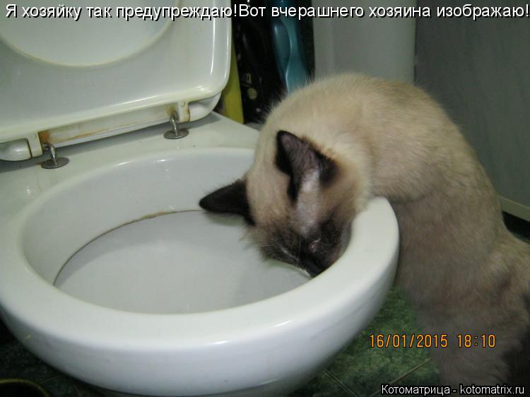 Котоматрица: Я хозяйку так предупреждаю!Вот вчерашнего хозяина изображаю!