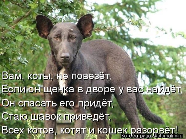 Котоматрица: Вам, коты, не повезёт, Если он щенка в дворе у вас найдёт, Он спасать его придёт, Стаю шавок приведёт, Всех котов, котят и кошек разорвёт!
