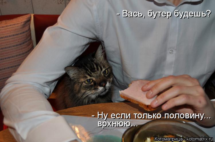 Котоматрица: - Вась, бутер будешь? - Ну если только половину... врхнюю...