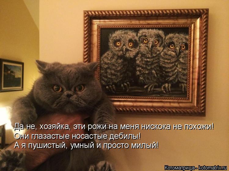 Котоматрица: Да не, хозяйка, эти рожи на меня нискока не похожи! Они глазастые носастые дебилы! А я пушистый, умный и просто милый!