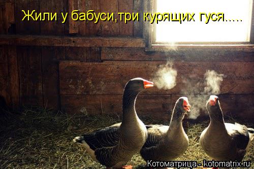 Котоматрица: Жили у бабуси,три курящих гуся.....