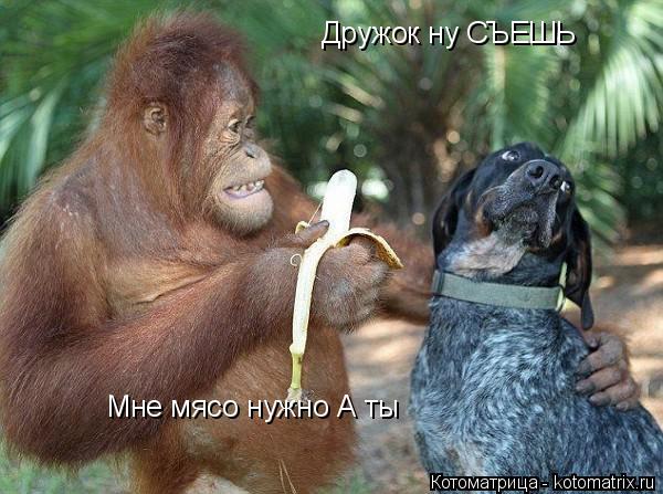 Котоматрица: Дружок ну СЪЕШЬ Мне мясо нужно А ты