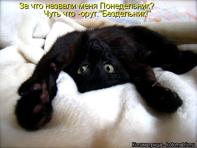 Котоматрица: За что назвали меня Понедельник? Чуть что -орут:"Бездельник!"