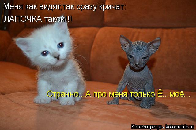 Котоматрица: Меня как видят,так сразу кричат: ЛАПОЧКА такой!!! Странно...А про меня только Ё...моё...