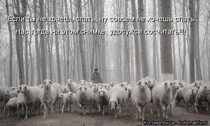Котоматрица: Если ты не хочешь спать, ну совсем не хочешь спать..... Нас тогда на этом снимке, удосужся сосчитать!!!