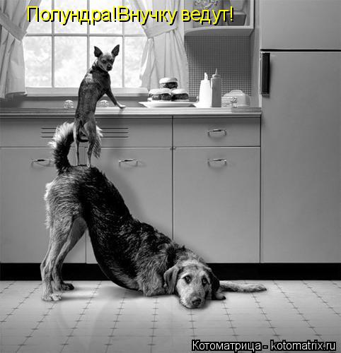Котоматрица: Полундра!Внучку ведут!