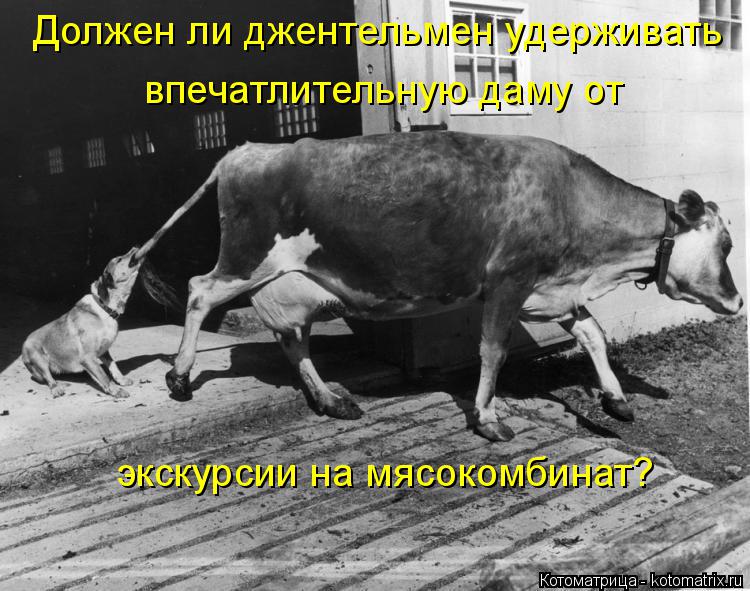 Котоматрица: Должен ли джентельмен удерживать впечатлительную даму от экскурсии на мясокомбинат?