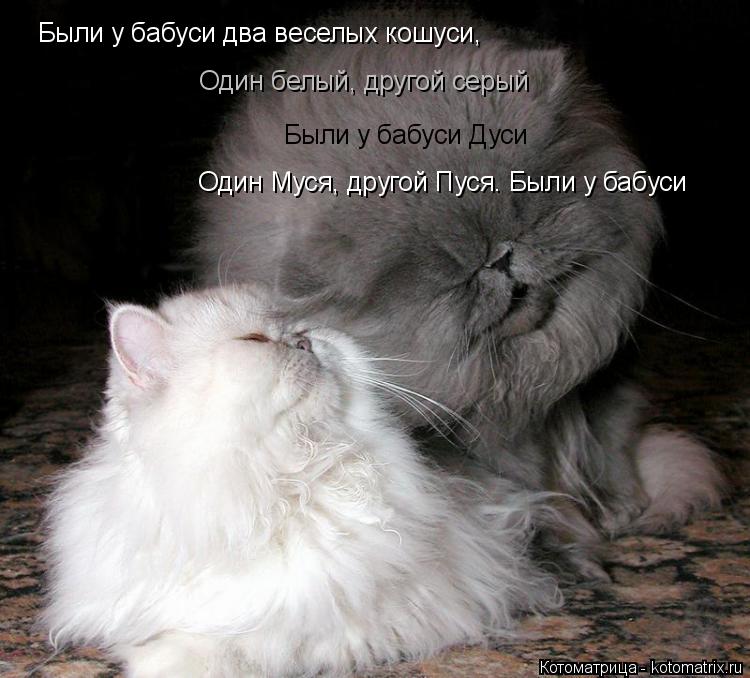 Котоматрица: Были у бабуси два веселых кошуси, Один белый, другой серый Были у бабуси Дуси Один Муся, другой Пуся. Были у бабуси