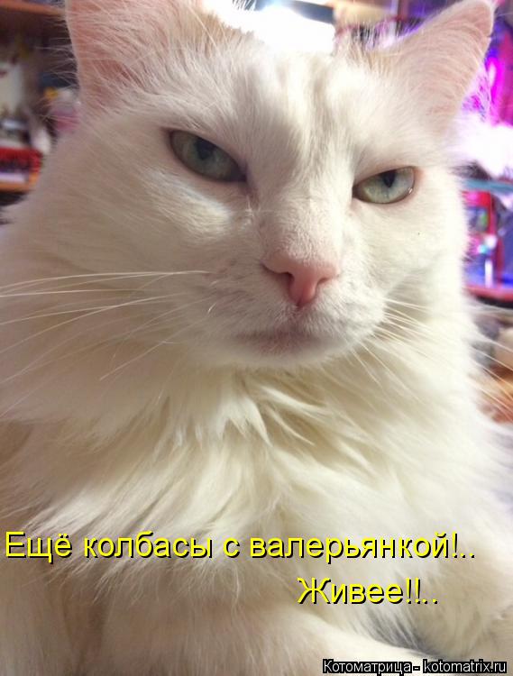 Котоматрица: Ещё колбасы с валерьянкой!.. Живее!!..