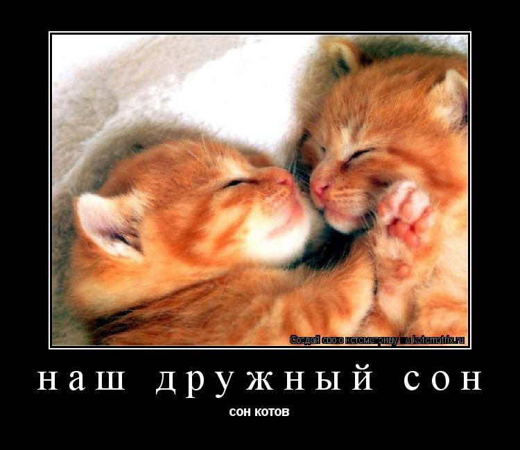 Котоматрица: наш дружный сон сон котов