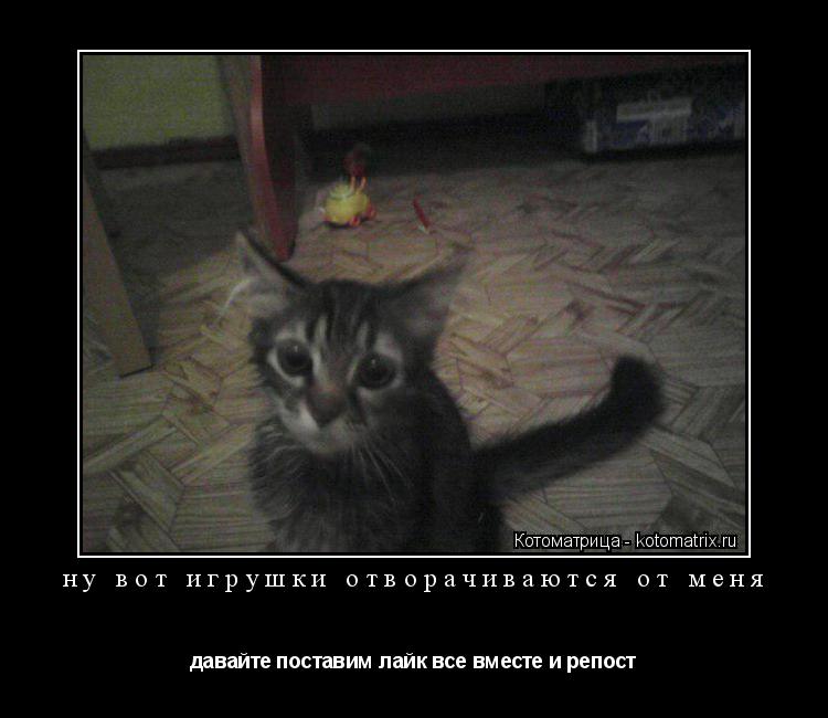 ну вот игрушки отворачиваются от меня давайте поставим лайк все вместе и репост... Котоматрица: ну вот игрушки отворачиваются от меня давайте поставим лайк все вместе и репост
