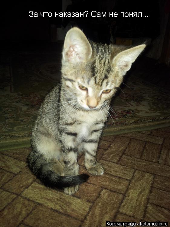 За что наказан? Сам не понял...... Котоматрица: За что наказан? Сам не понял...