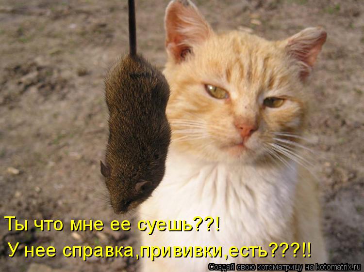 Котоматрица: Ты что мне ее суешь??! У нее справка,прививки,есть???!!