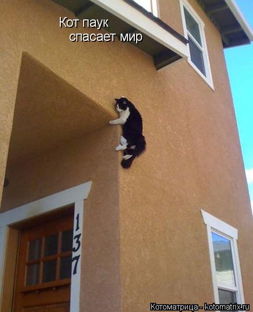 Котоматрица: Кот паук спасает мир