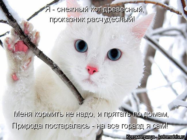 Котоматрица: Я - снежный кот древесный, проказник расчудесный! Меня кормить не надо, и прятать по домам, Природа постаралась - на все горазд я сам!