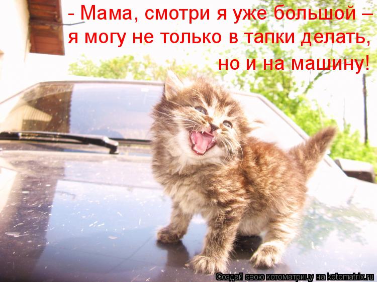 Котоматрица: - Мама, смотри я уже большой – я могу не только в тапки делать, но и на машину!