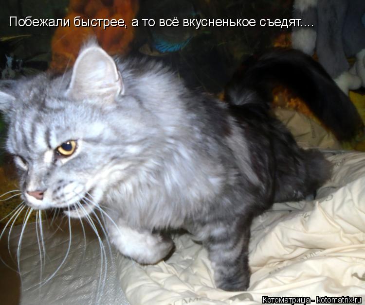 Котоматрица: Побежали быстрее, а то всё вкусненькое съедят....