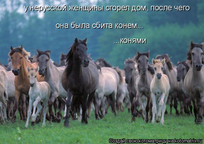 Котоматрица: у нерусской женщины сгорел дом, после чего она была сбита конем... ...конями