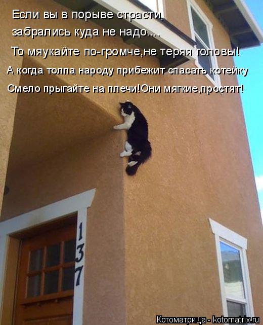 Если вы в порыве страсти, забрались куда не надо.... А когда толпа народу прибежит спасать котейку См... Котоматрица: Если вы в порыве страсти, забрались куда не надо.... А когда толпа народу прибежит спасать котейку Смело прыгайте на плечи!Они мягкие,простят