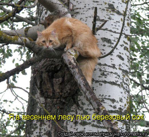 Я в весеннем лесу пью березовый сок... Котоматрица: Я в весеннем лесу пью березовый сок