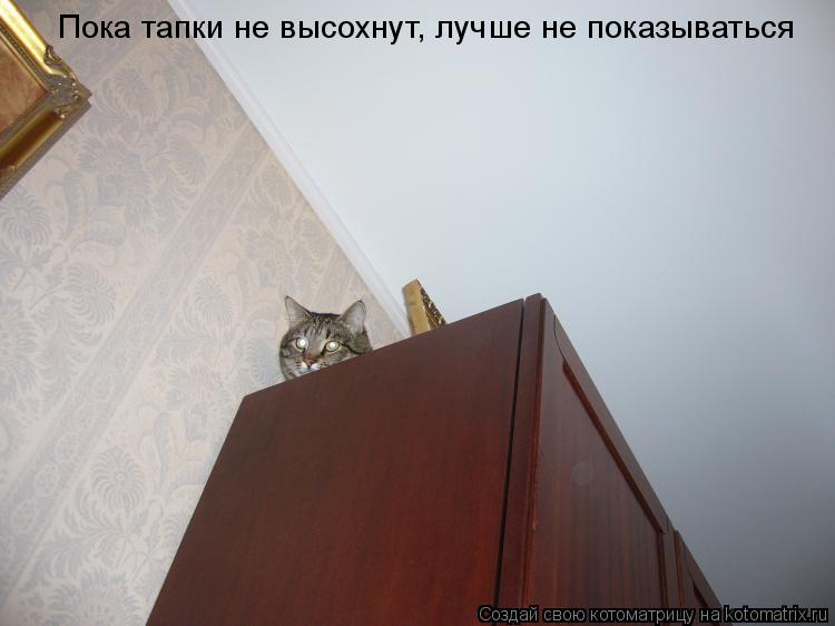 Пока тапки не высохнут, лучше не показываться... Котоматрица: Пока тапки не высохнут, лучше не показываться