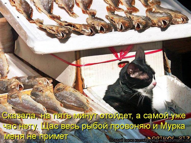 Котоматрица: Сказала, на пять минут отойдет, а самой уже час нету. Щас весь рыбой провоняю и Мурка  меня не примет