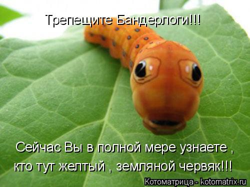 Котоматрица: Трепещите Бандерлоги!!! Сейчас Вы в полной мере узнаете ,  кто тут желтый , земляной червяк!!!