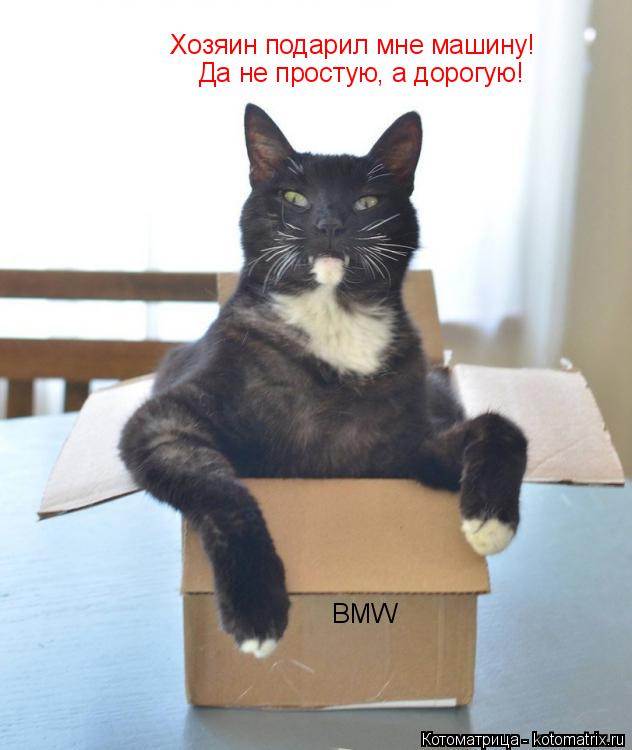 Котоматрица: BMW  Хозяин подарил мне машину!  Да не простую, а дорогую!