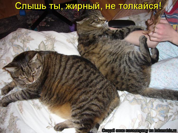 Слышь ты, жирный, не толкайся!... Котоматрица: Слышь ты, жирный, не толкайся!