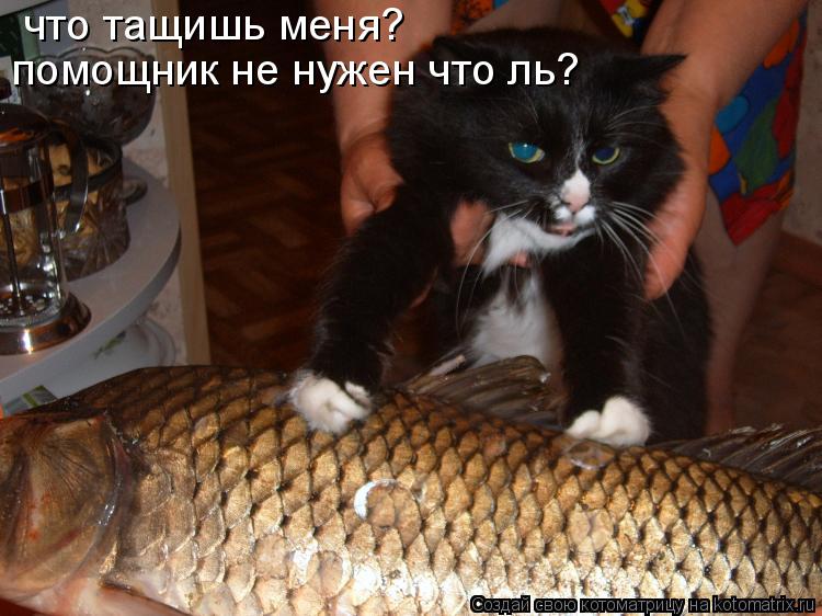 что тащишь меня? помощник не нужен что ль?... Котоматрица: что тащишь меня? помощник не нужен что ль?