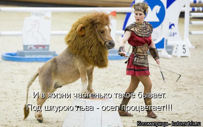 Котоматрица: И в жизни частенько такое бывает. Под шкурою льва - осел процветает!!!