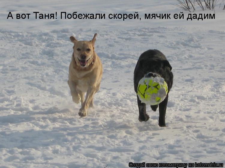 А вот Таня! Побежали скорей, мячик ей дадим... Котоматрица: А вот Таня! Побежали скорей, мячик ей дадим