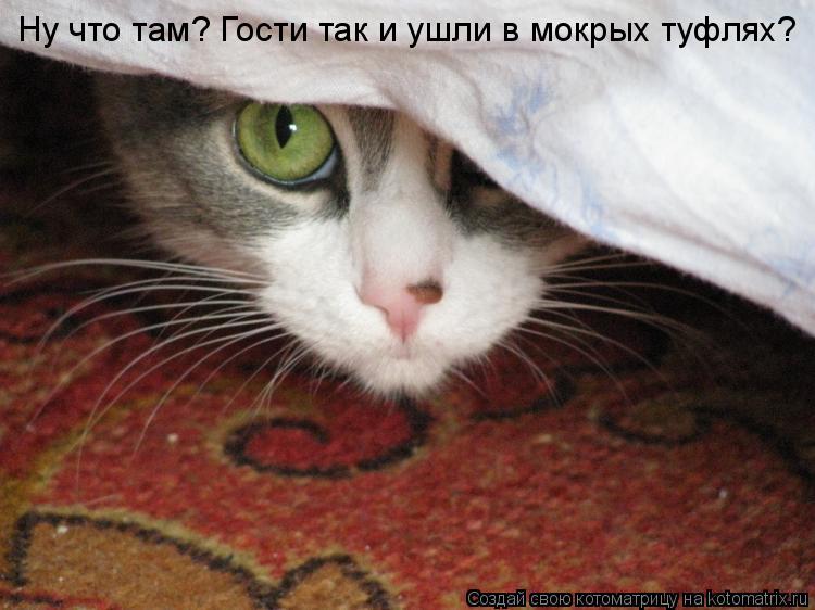Ну что там? Гости так и ушли в мокрых туфлях?... Котоматрица: Ну что там? Гости так и ушли в мокрых туфлях?